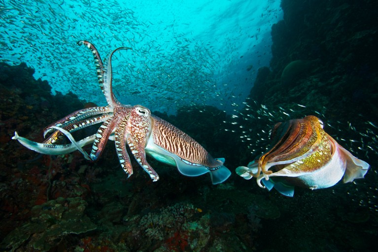 Two Pharaoh cuttlefish fighting