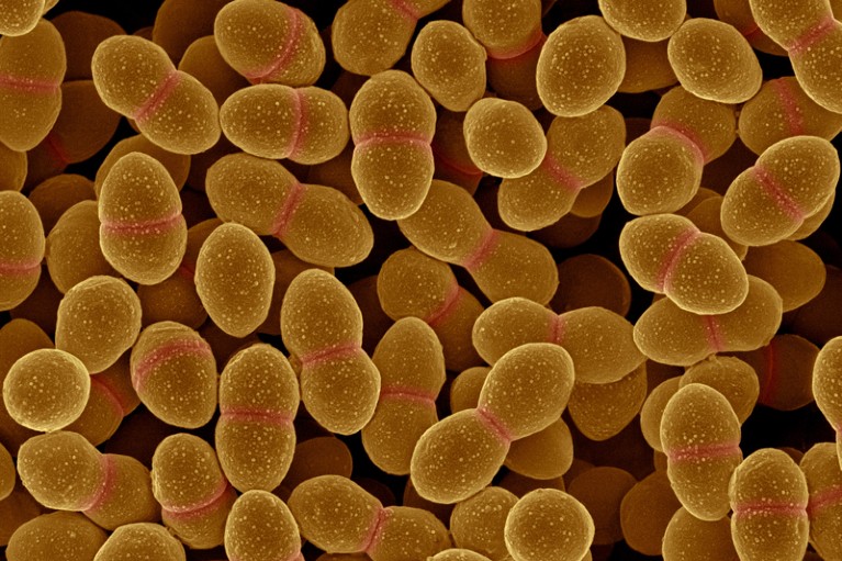 Coloured scanning electron micrograph of Enterococcus faecalis bacteria