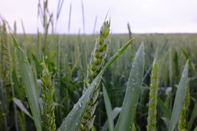 Closeup of wheat crops covered in water droplets