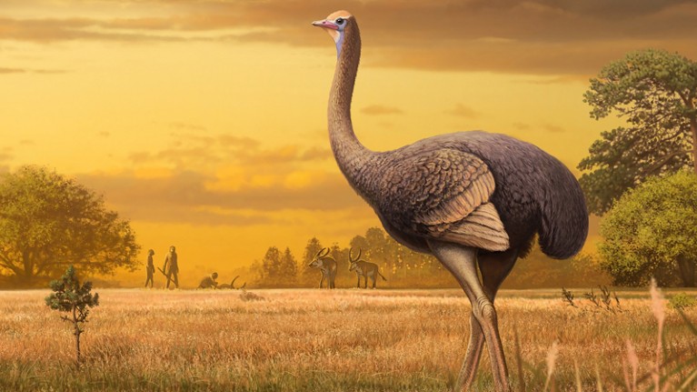 An artist's impression of a giant bird which has been discovered in Crimea