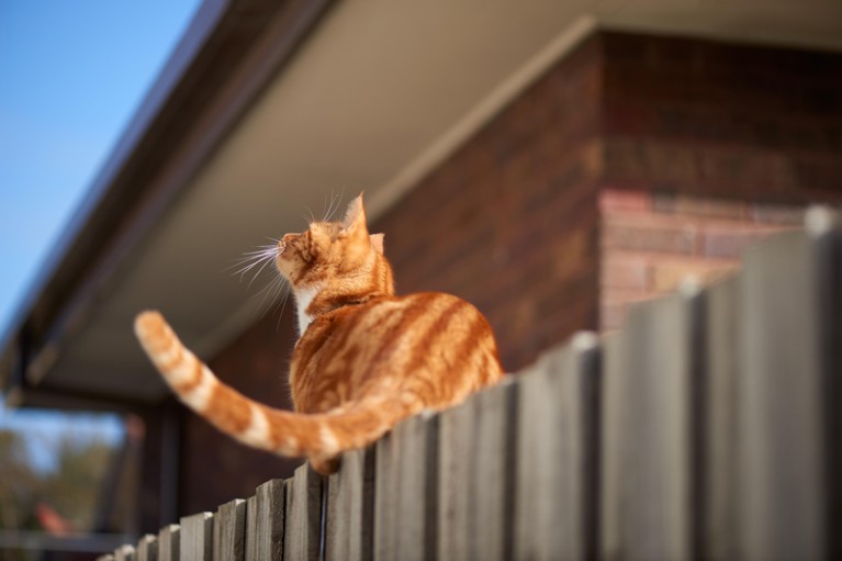 Red ginger tabby cat sitting balanced on a wooden fence looking up at something that got its attention.
