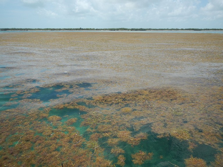 Sargassum algae off Big Pine Key in the lower Florida Keys
