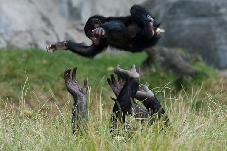 Bonobo female playing with youngster by throwing him up in the air