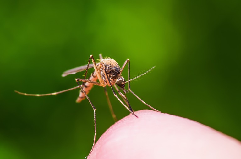 A mosquito bites into flesh.