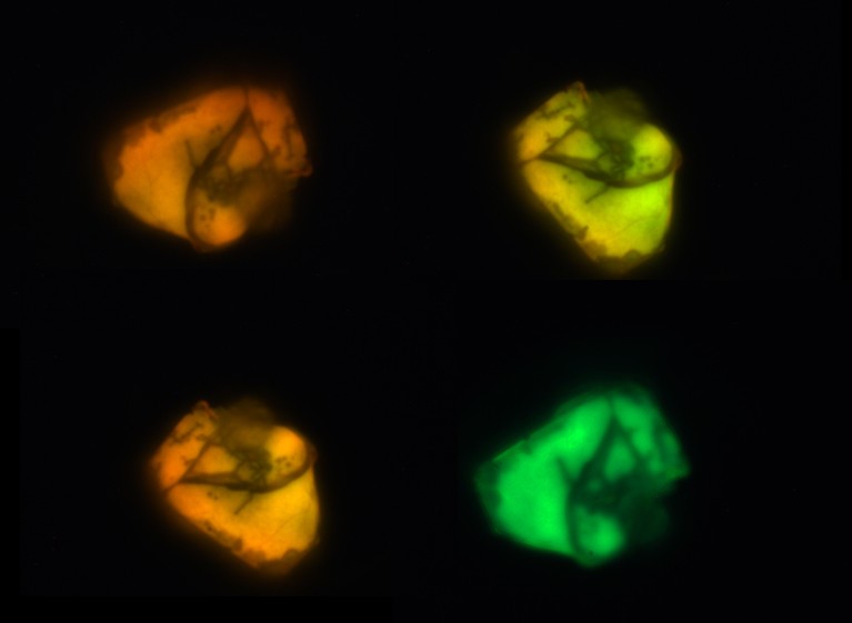 A set of fluorescent microscopic images of a (PEA)2PbI4 crystal taken at the same lamp power