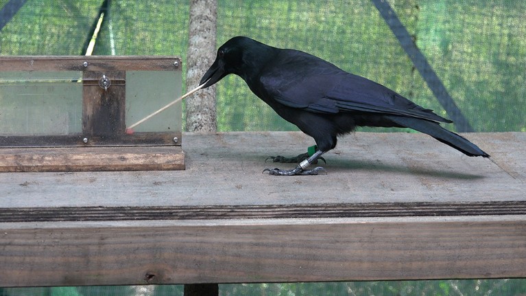 A crow using a tool takes a block of meat from an apparatus