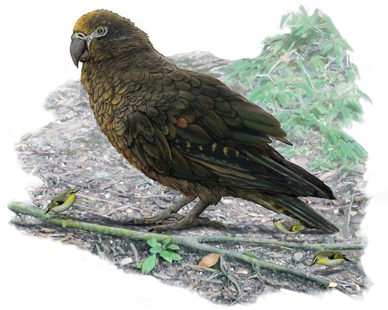 Artist impression of a giant parrot
