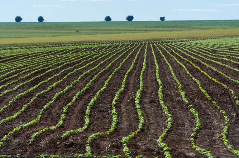 A soybean field in the Cerrado plains in Mato Grosso state, Brazil.