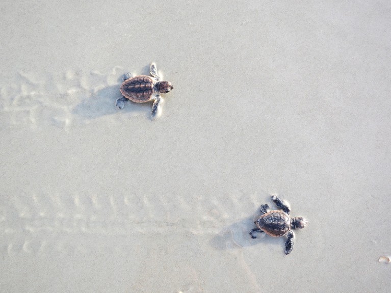 Two baby sea turtles leaving trails in the sand.