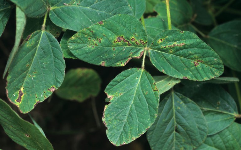 Pseudomonas syringae pv glycinea on Soybean foliage.
