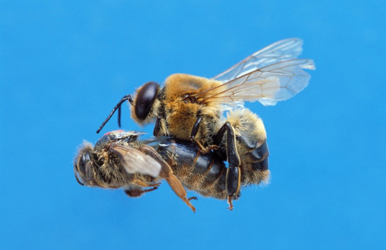 Honey Bee, Copulation Flight of Queen and Drone.