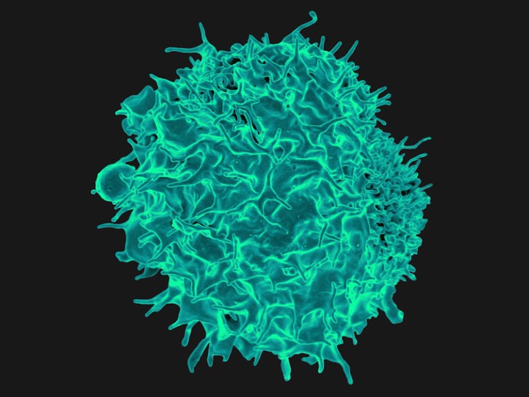 Colourized scanning electron micrograph of a T lymphocyte.