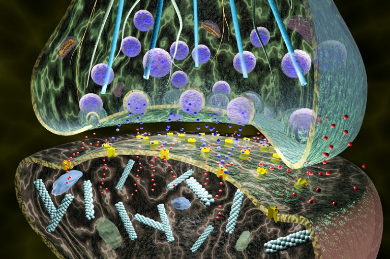 Nerve synapse. Illustration of the junction between two nerve cells.