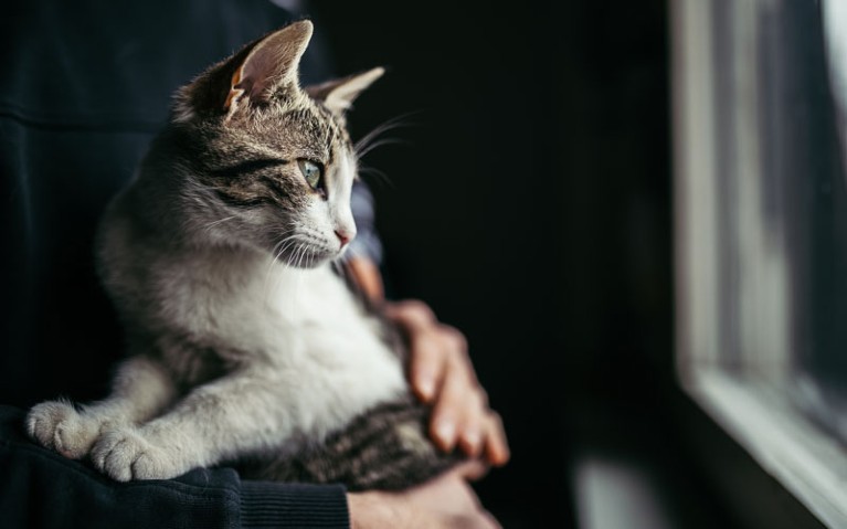 A beautiful cat in arms of her owner.