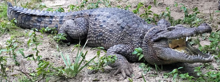 A member of the newly-described species of croc, living at a zoological park in Florida.