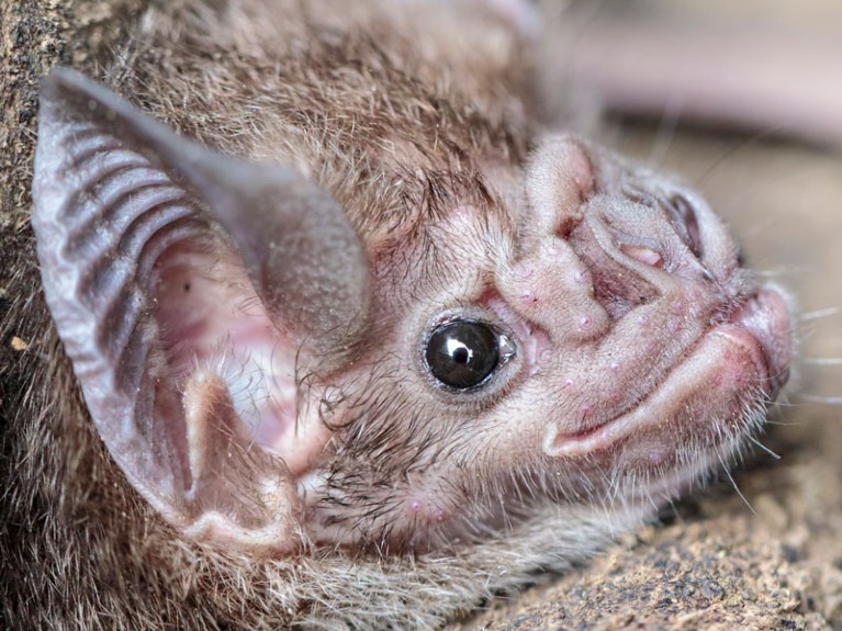 Common Vampire Bat (Desmodus rotundus) in Amaziona, Peru'.