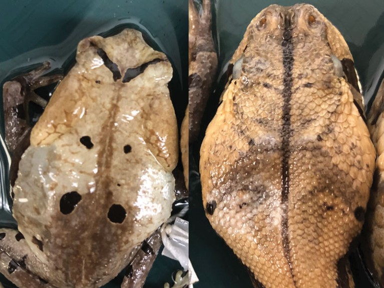 Side-by-side comparison between a subadult toad and subadult Gaboon viper.