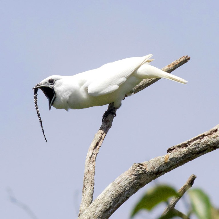 A male white bellbird screaming its mating call.