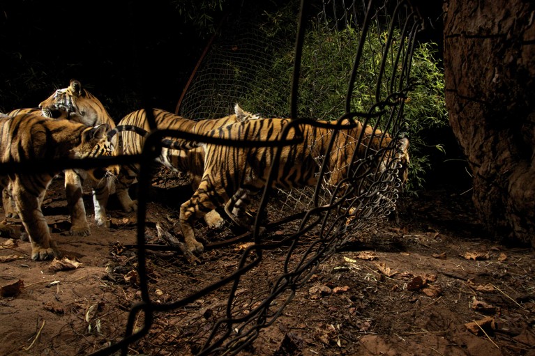 A tigress leads her three cubs through a hole in a fence to feed.