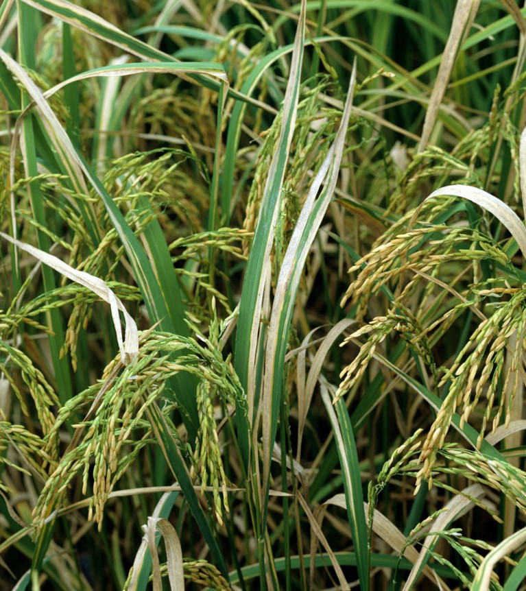 Bacterial blight (Xanthomonas oryzae) disease lesions on rice crop.