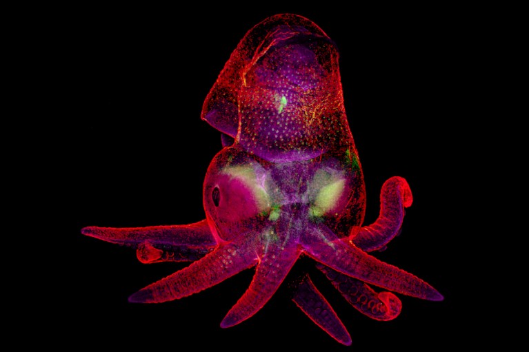 Confocal micrograph of Octopus bimaculoides embryo