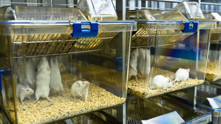 Experimental mice are raised in the IVC cages.
