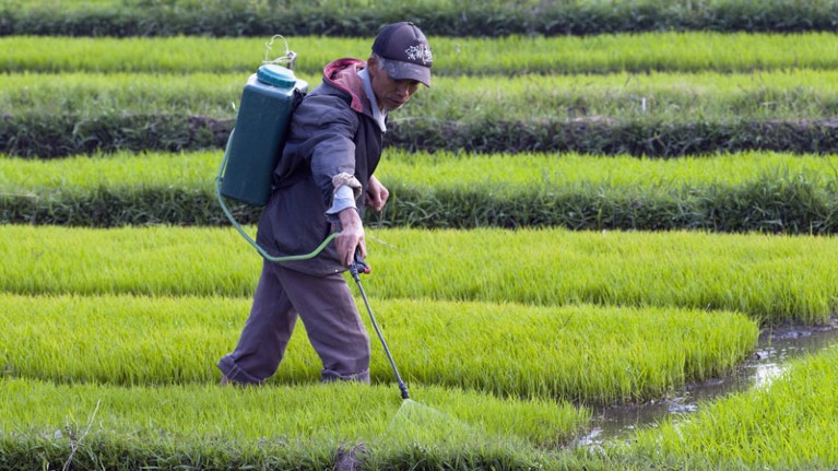 Peasant spraying fertiliser on rice during harvest time in Yunnan province, China.