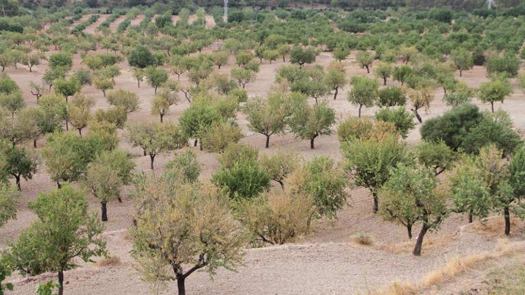 Almond plot affected by Almond leaf Scorch caused by X. fastidiosa subsp. multiplex, Spain.