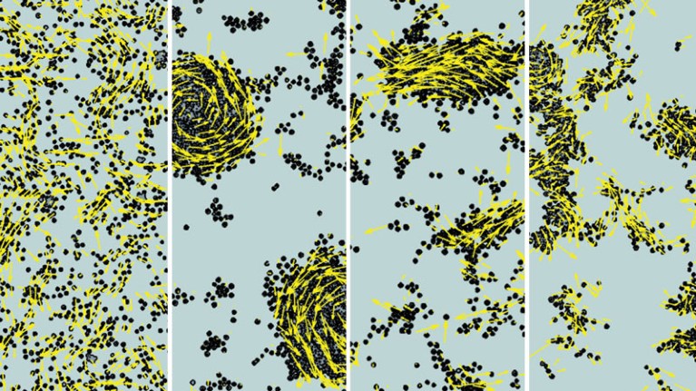 Snapshots of (L-R) Swarm, Rotating Cluster, Polar Cluster and Disordered Cluster phases.