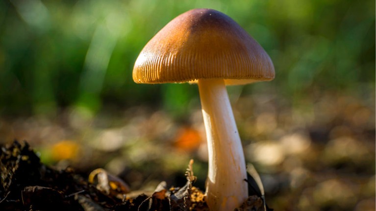 Germany, North Rhine-Westphalia, Hille, Grosses Torfmoor, Psilocybe azurescens mushroom.
