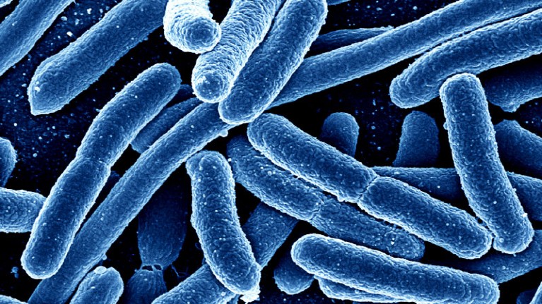 Escherichia coli bacteria, coloured scanning electron micrograph.
