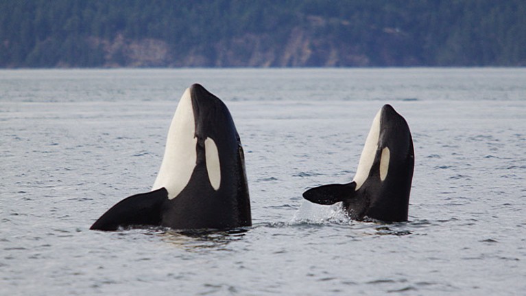 Two killer whales spyhopping.