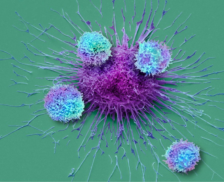 T cells and lung-cancer cell.