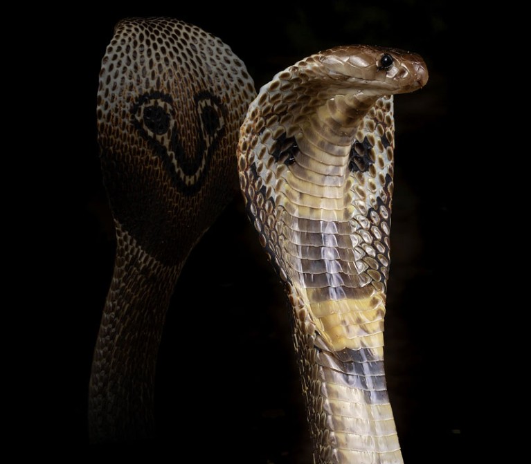 Indian cobra (Naja naja).