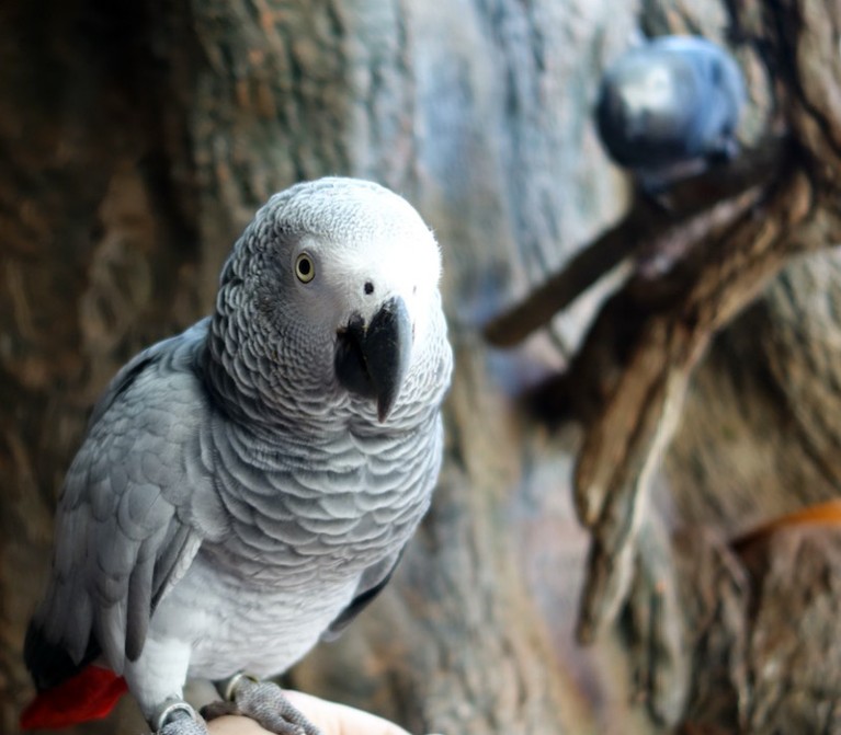 African grey parrot, named Lizzy, at Loro Parque in Tenerife, Spain.