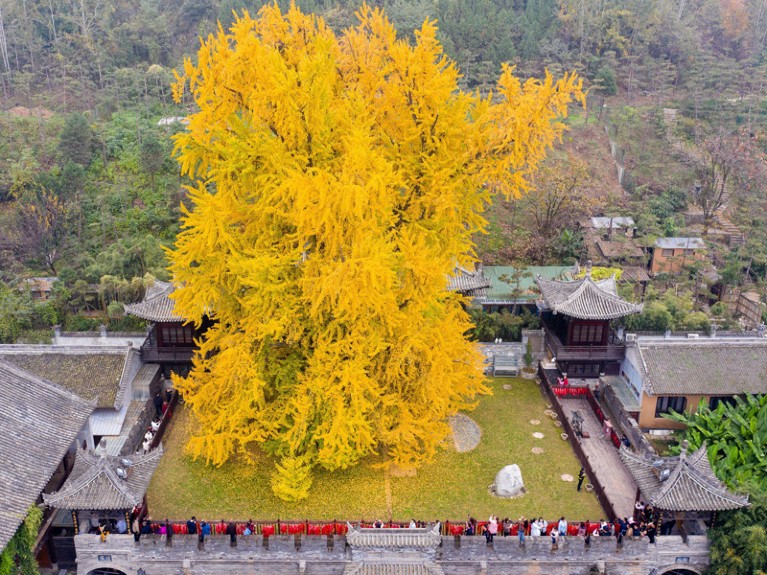 A 1,400-year-old ginkgo tree in China.