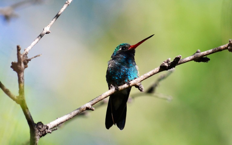 A broad-billed hummingbird perches on a branch.