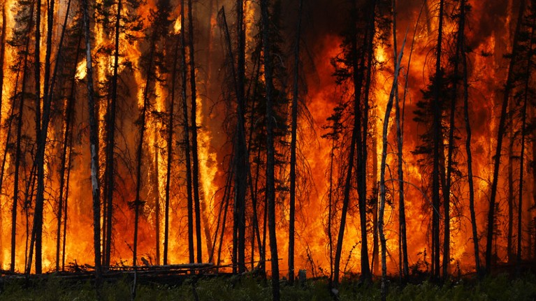 Flames rise from an experimental forest fire in Canada’s remote Northwest Territories.