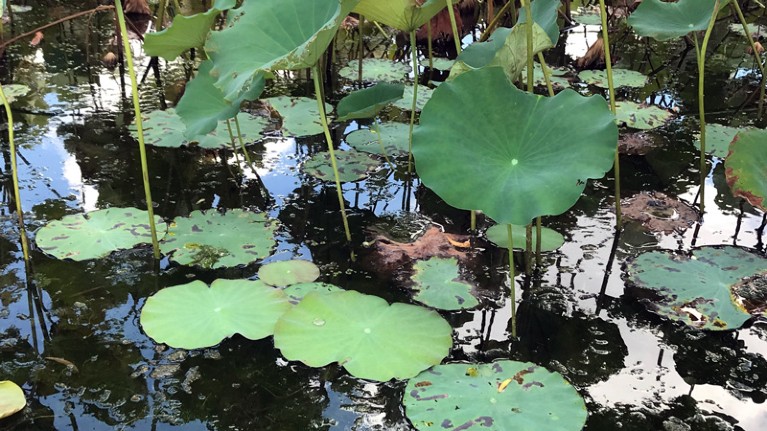 Water effect on morphogenesis of lotus leaves.