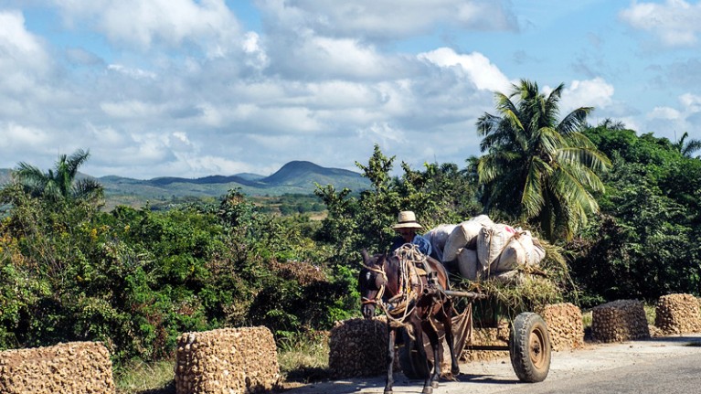 Cuban farmer travelling in a loaded donkey drawn cart.