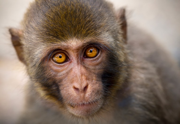 Rhesus macaque, China.