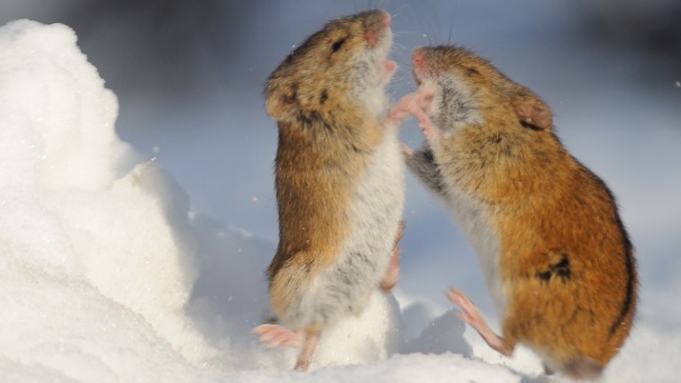 Winter fight of two Striped Field Mice (Apodemus agrarius) in the snow. Moscow park, Russia.