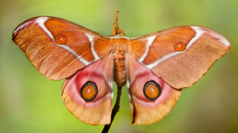 Suraka silk moth, Antherina suraka. Maroantsetra, northeast Madagascar.