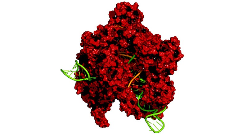 CRISPR–CAS9 gene-editing complex from Streptococcus pyogenes.