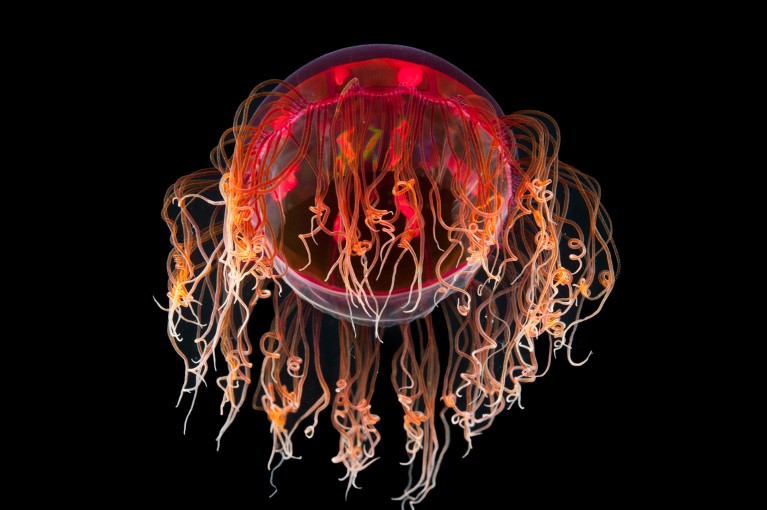 A red Hydrozoa showing tentacles on a black background