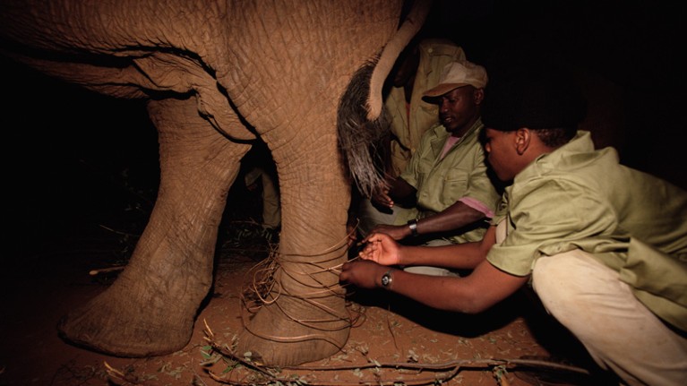 An African elephant has a wire snare removed fromits leg by keepers.