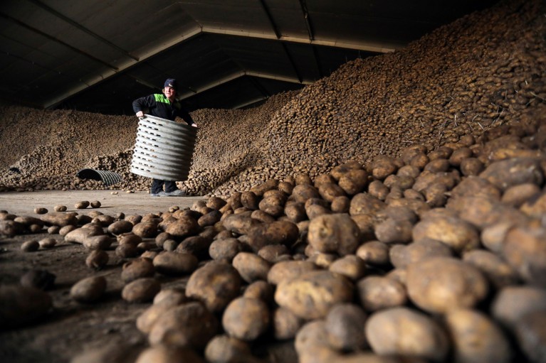 A farmer standing among a huge piles of potatoes