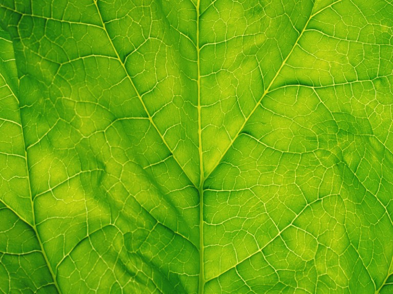 Spinach leaf, detail.