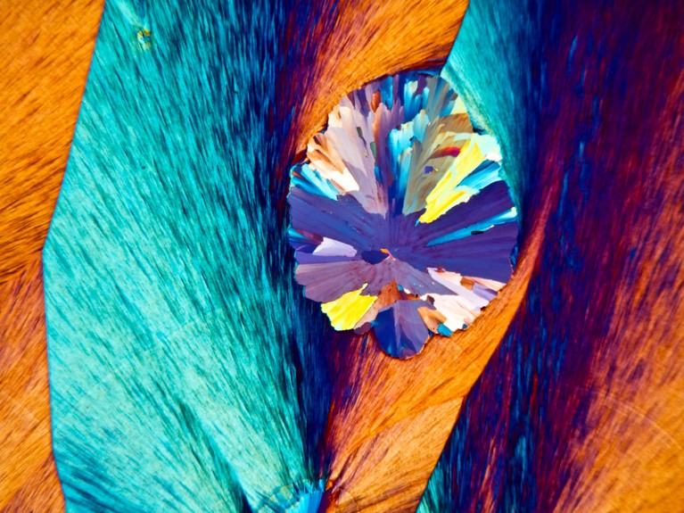 Paracetamol crystals, polarised light micrograph of paracetamol (acetaminophen) crystals.
