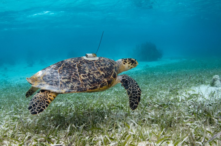 Hawksbill Sea Turtle with a satellite transmitter attached to its shell swims through shallow blue water
